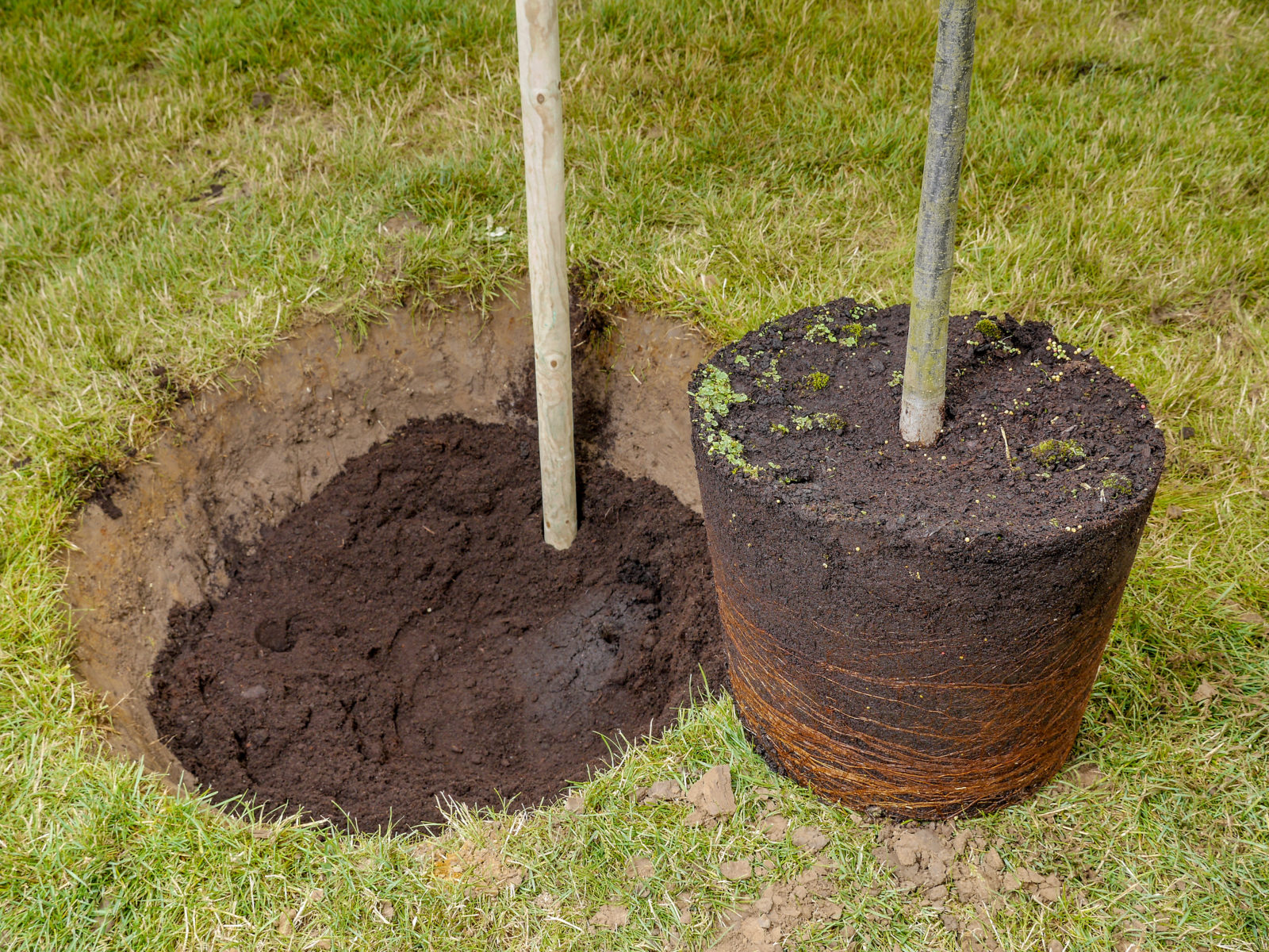 4-ways-to-take-care-of-a-newly-planted-tree