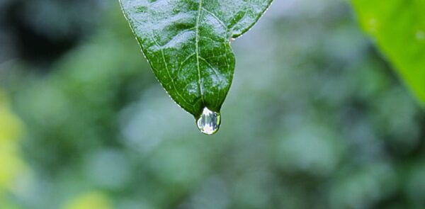 5 Ways To Protect Plants From Thunderstorms And Heavy Rain